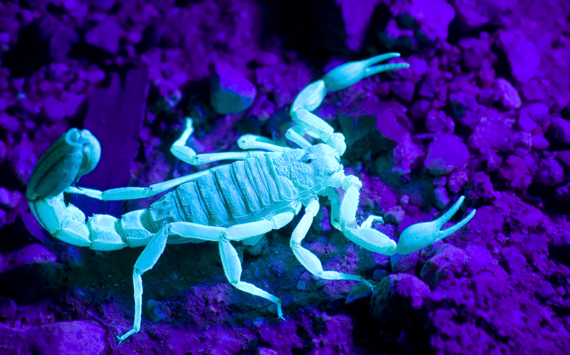 This is an image of a glowing scorpion under a black light