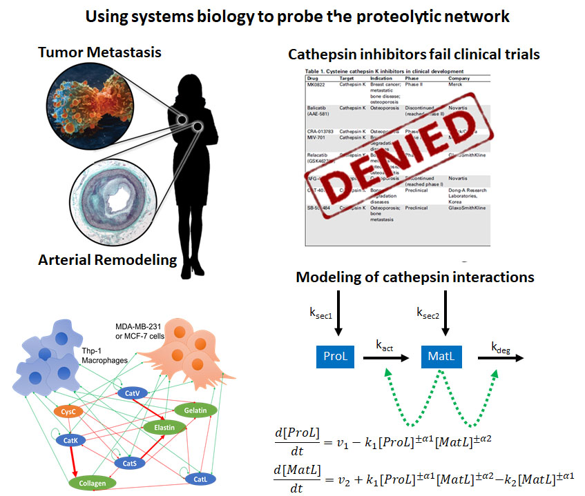 Four graphics about how systems biology can be used to probe the proteolytic network