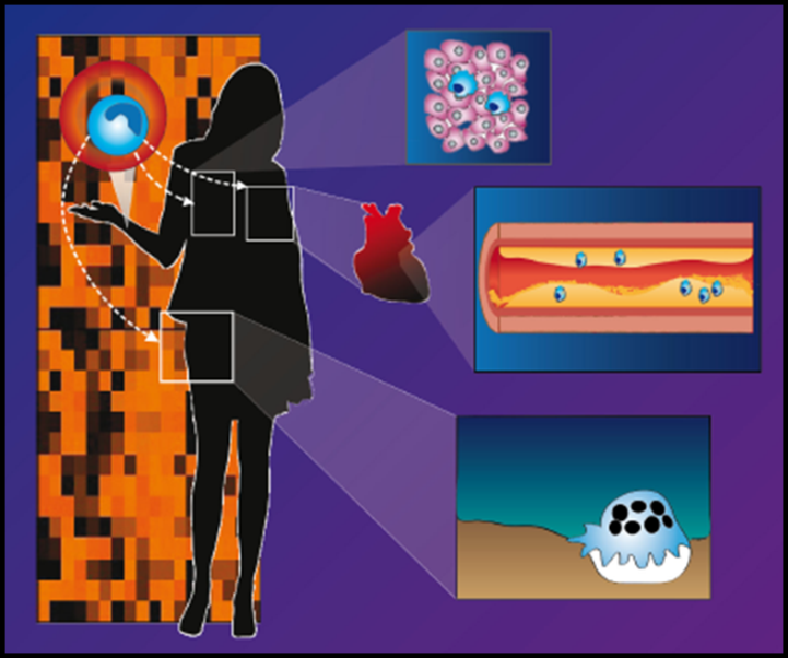 A graphic depicting the silhouette of a person in front of genomics data, with three zoomed insets showing a cluster of cells, an artery and a single cell.