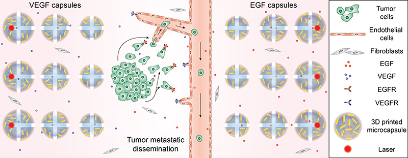 schematic of tumor model displaying integration of tumor cells, blood vessels, and chemical gradients