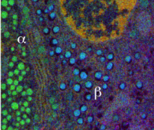 Energy-filtered transmission electron microscopy of unstained section of mouse pancreatic islet of Langerhans, showing sulfur (blue), phosphorus (red), and nitrogen (green); insulin granules in the beta cell contain high sulfur, whereas glucagon granules in alpha cell contain low sulfur 